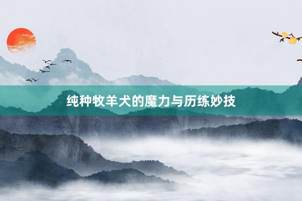 纯种牧羊犬的魔力与历练妙技